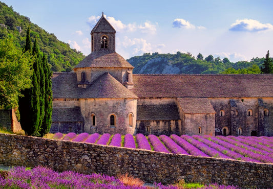 Tour of the lavender fields of Provence
