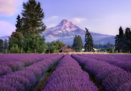 Welcome to our lavender farm!