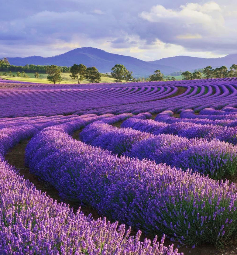 Picnic in lavender!