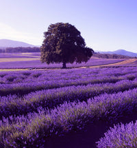 Picnic in lavender!