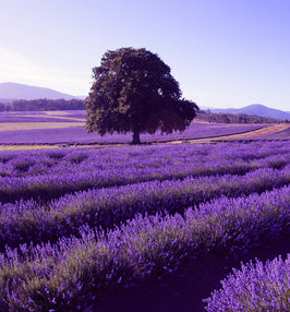Picnic in lavender!