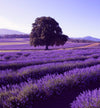Lavender fair