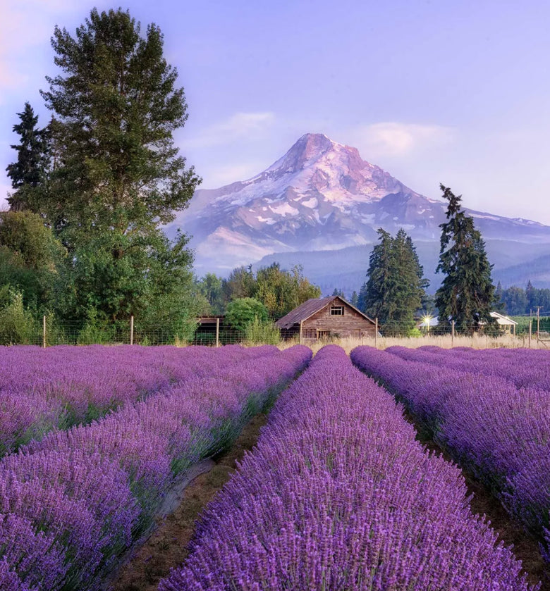 Picnic in lavender!